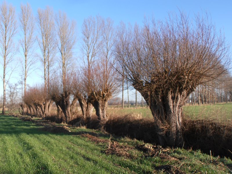 Kleine landschapselementen